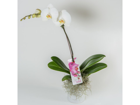 Phalaenopsis Orchid